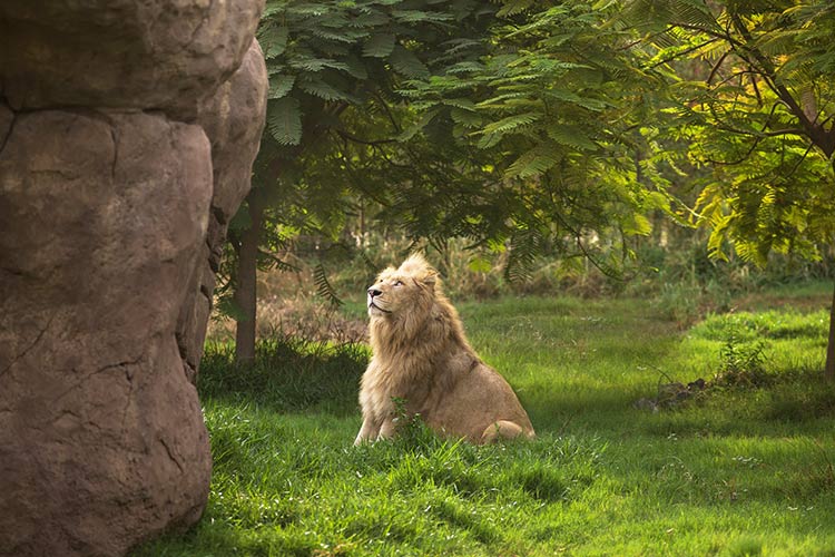 Lion-at-Dubai-Safari-Park-750x450