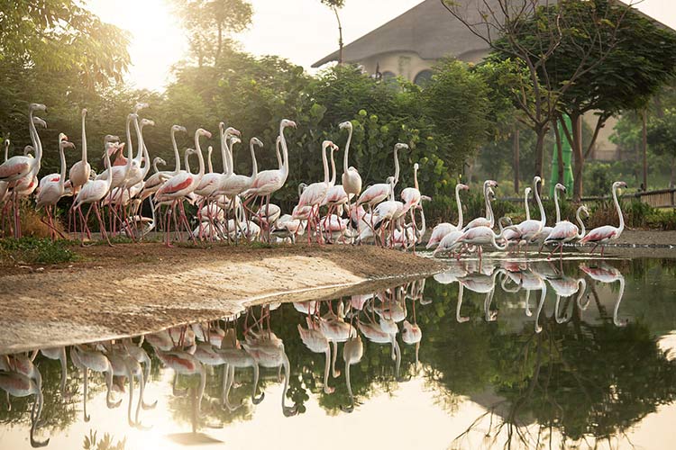 Swans-at-Dubai-Safari-Park-750x450