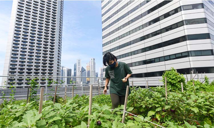 Rooftop-farming