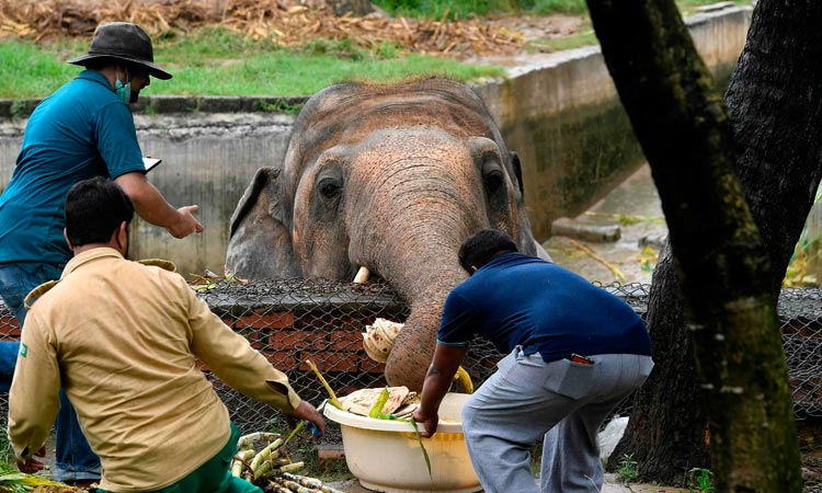 Elephantfeeding