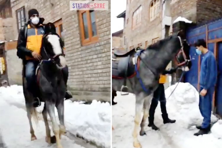 Horse-Srinagar