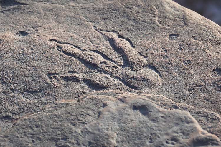 Dinosaur-footprint-750x450