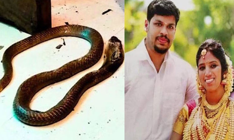 Kerala-Snake-killer