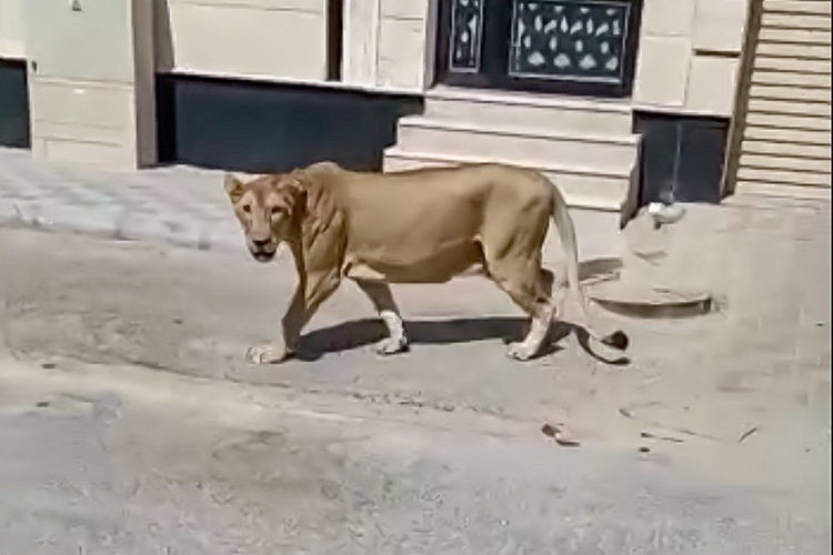 Lion-Saudi-K
