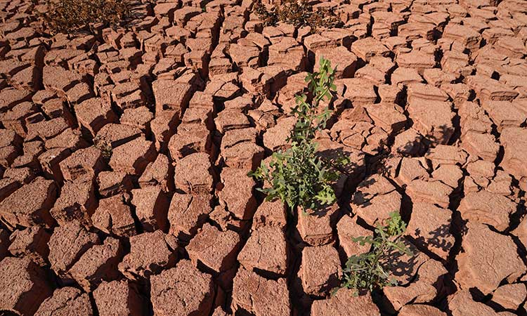 Iraq-Drought-main1-750