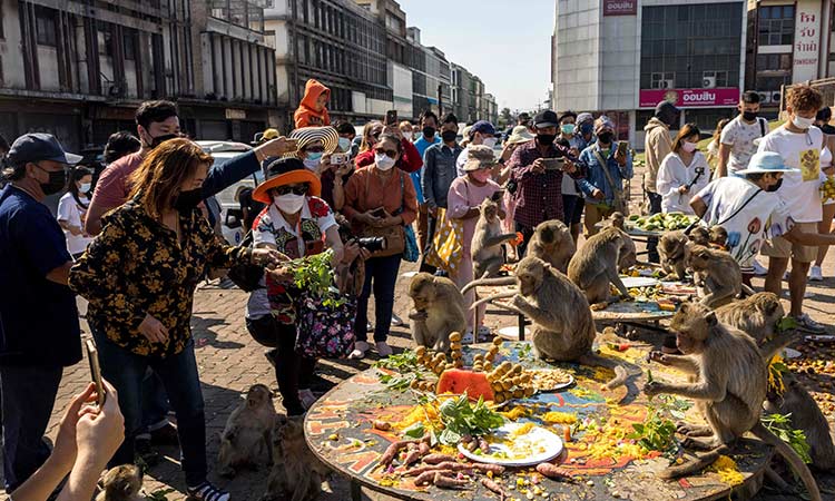 monkey-festival