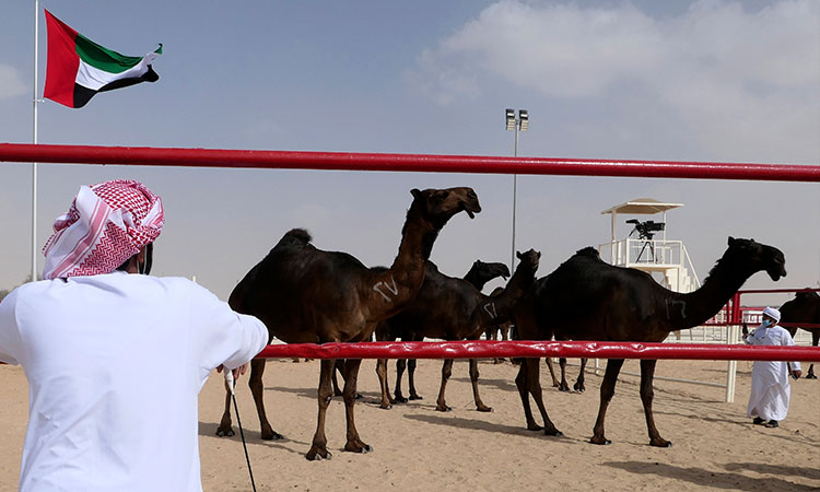 Camel-UAE1