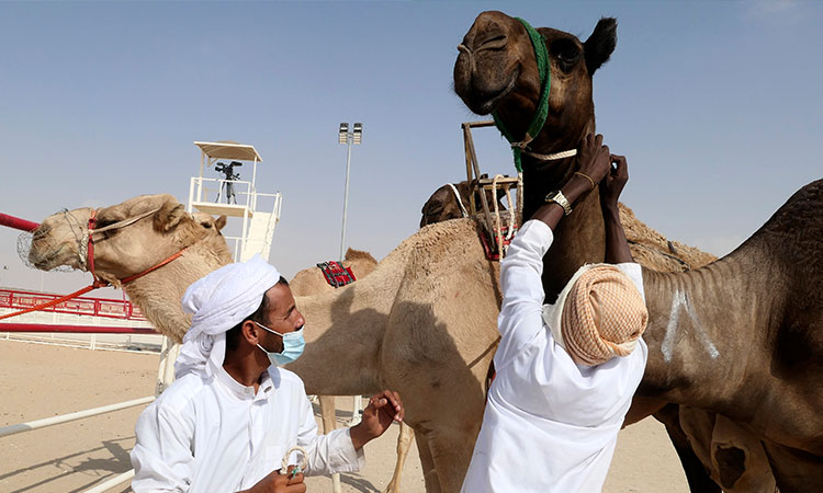 Camel-UAE2