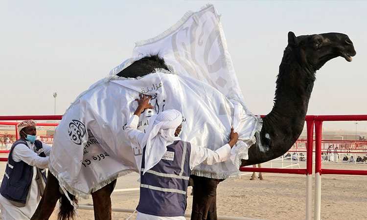 Camel-UAE3