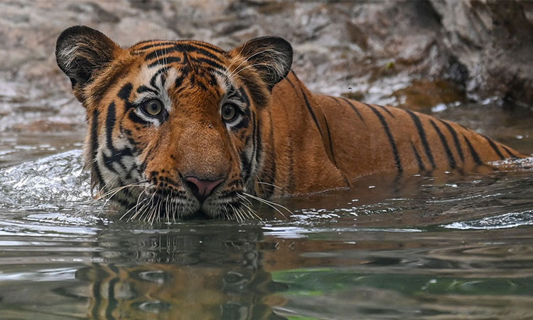 Tiger-India