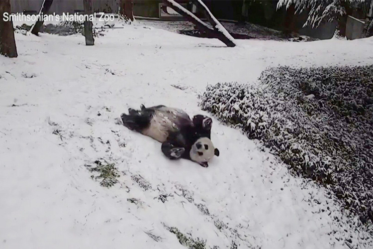 Panda-Snow
