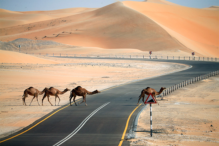 Camels-Dubai