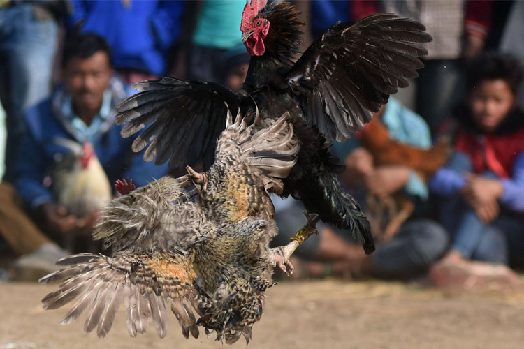 Rooster-Fight