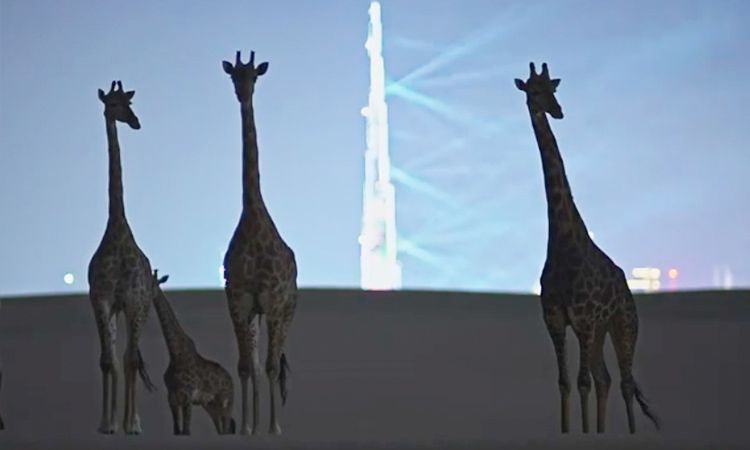 giraffe-Dubai-main-750