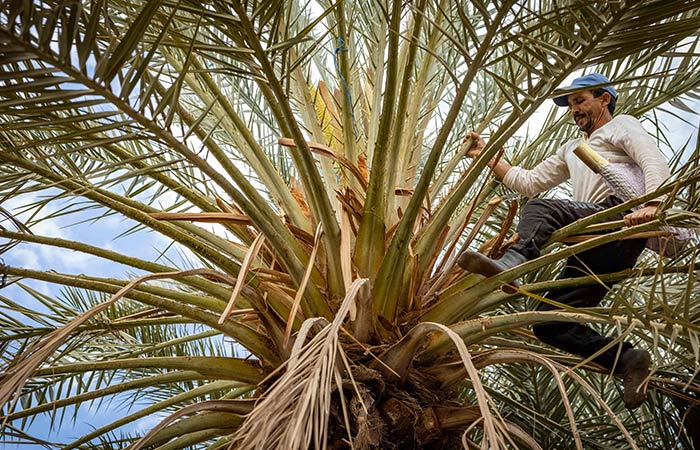 Morocco date palms 1