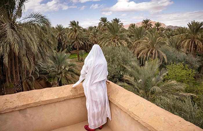 Morocco date palms 2