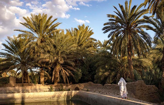 Morocco date palms