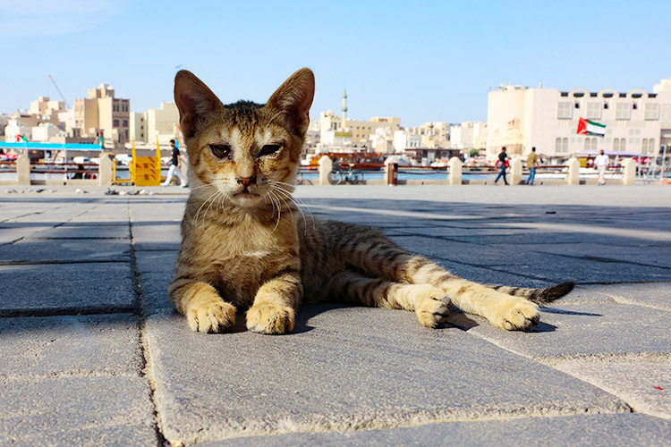 Cat-Dubai-1