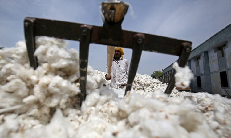 Cotton-Pakistan