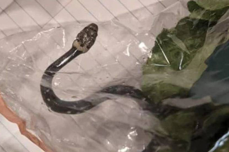 Snake-lettuce
