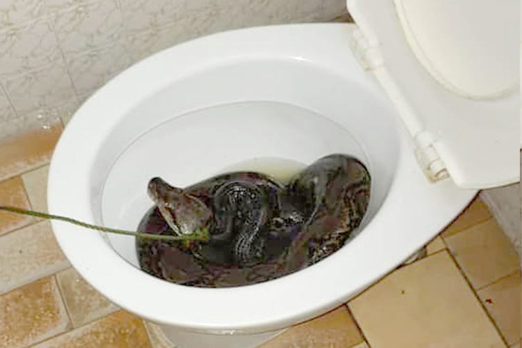 Snake-Toilet-11