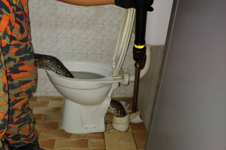 Como você sabe se há uma cobra no seu banheiro?