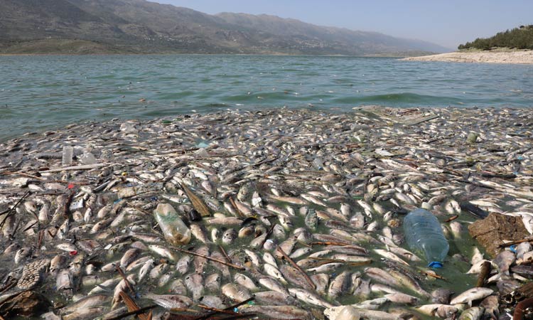 Fish-dead-Lebanon