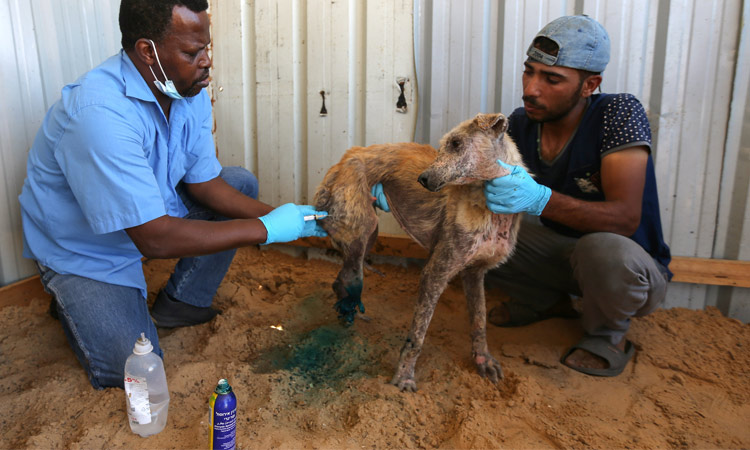 Gaza-injurd-dog