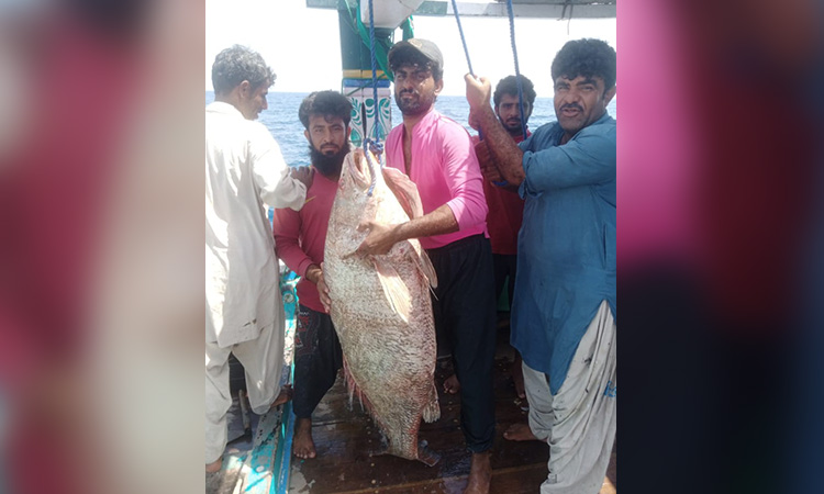 Fish-RarePakistan-750x450