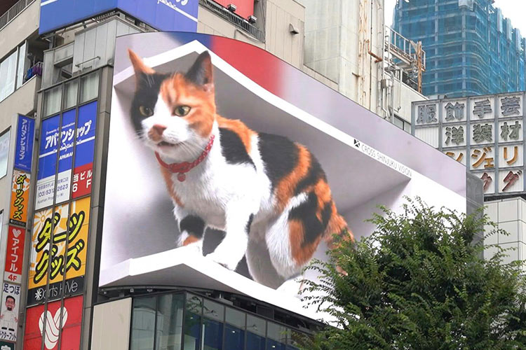 Cats-Japan