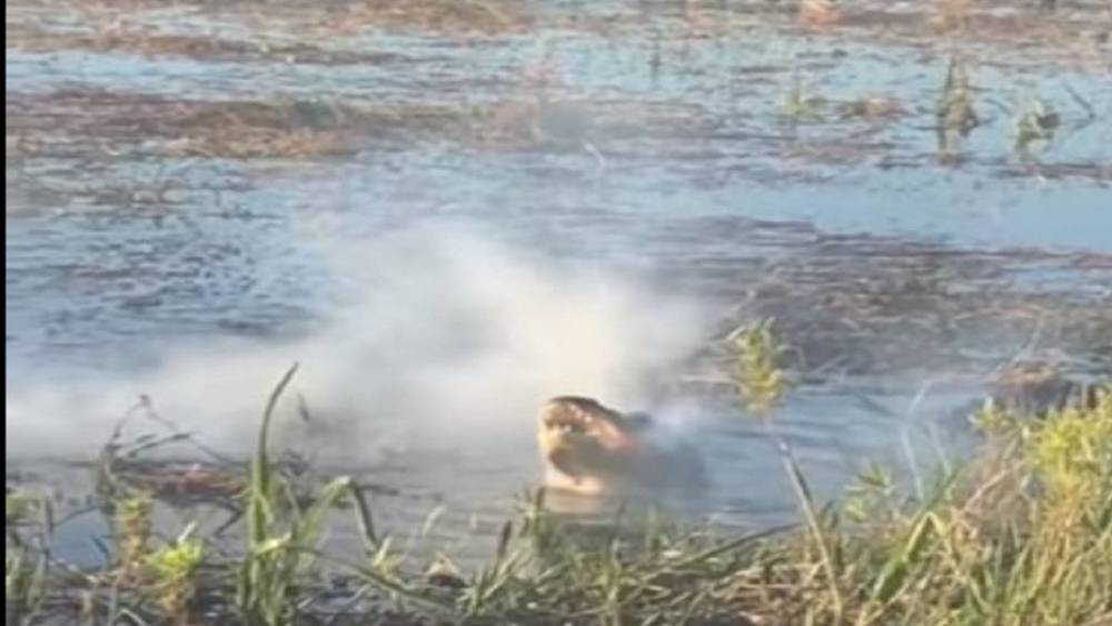Alligator eats drone
