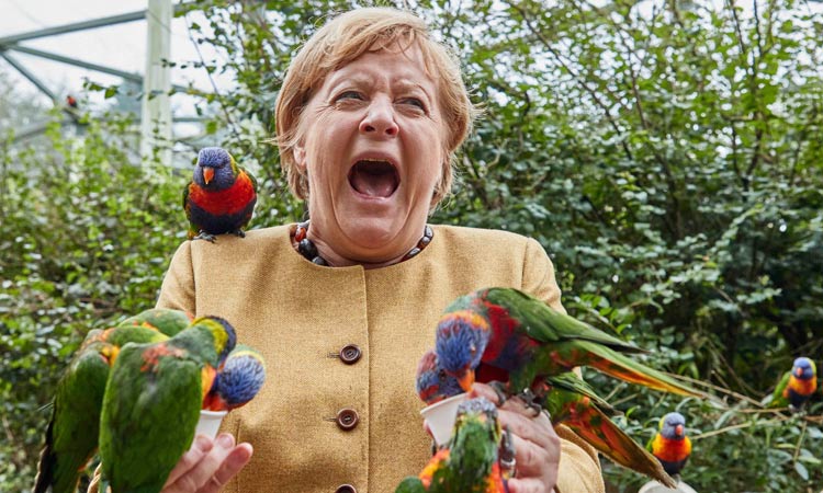 Merkel-birds