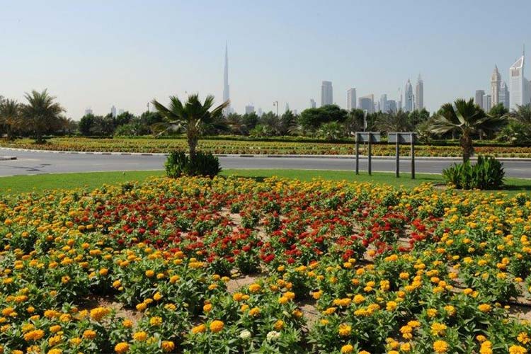 Dubai-Municipality-plants1-750x450