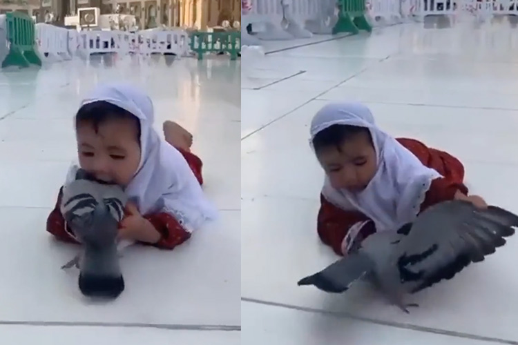 Makkah-Pigeon