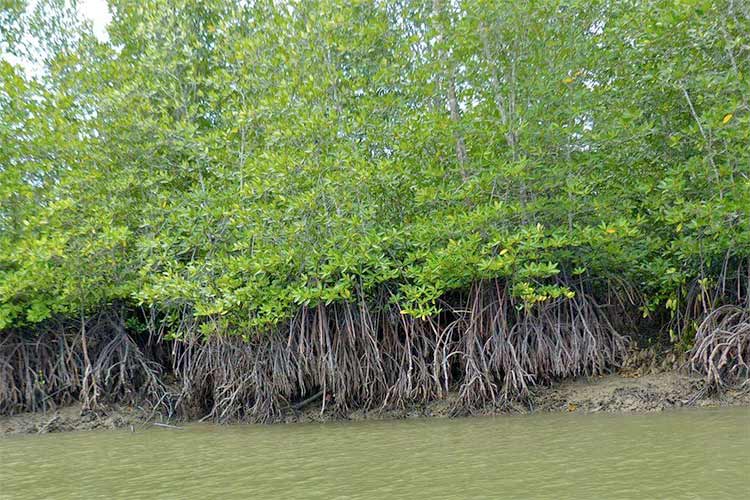 Indian-mangroves