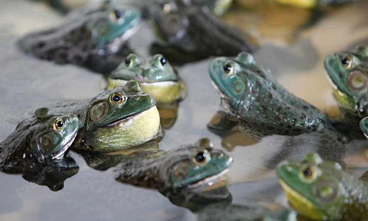 Frog-AFP