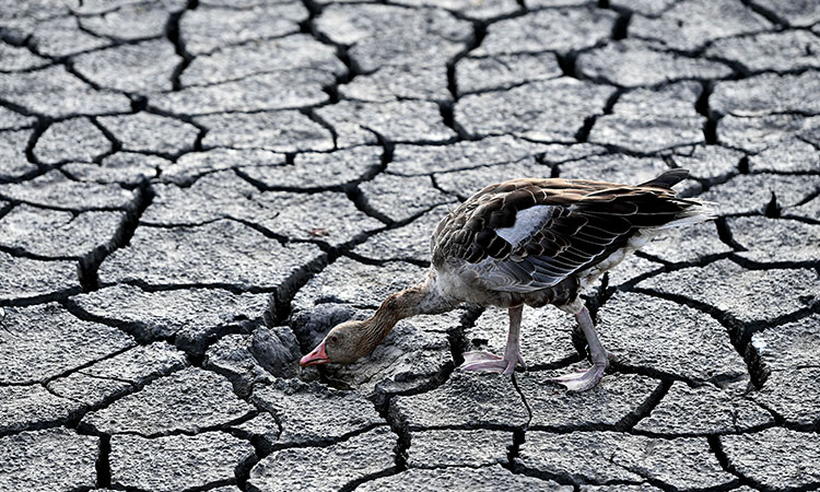 Drought-duck