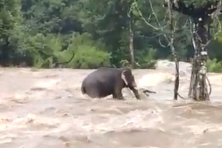 Elephant-Kerala-1