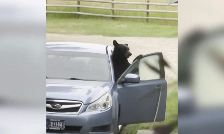 bear-car