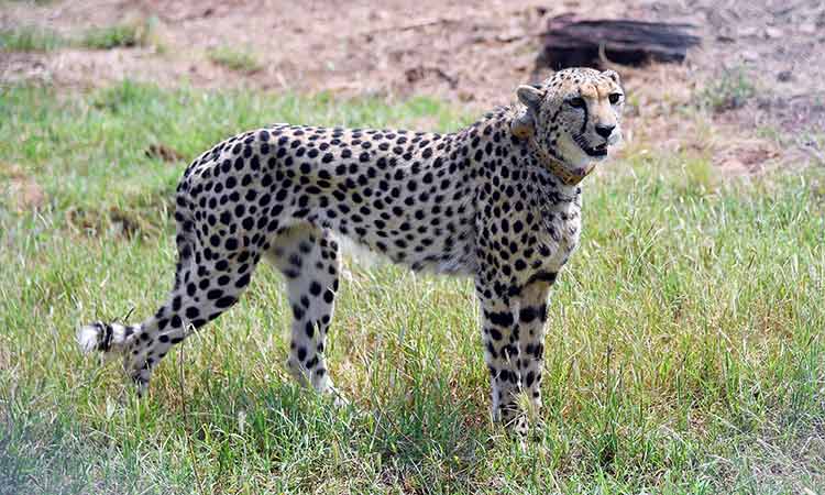 Cheetahs-India-Sept17-main1-750