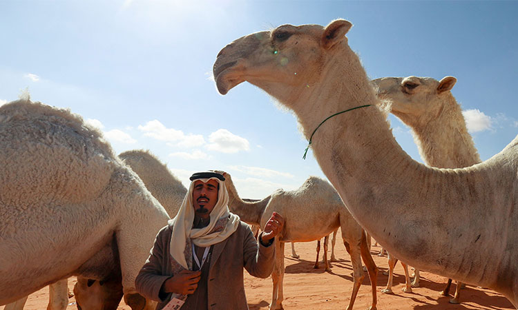 Camel-Saudi-language