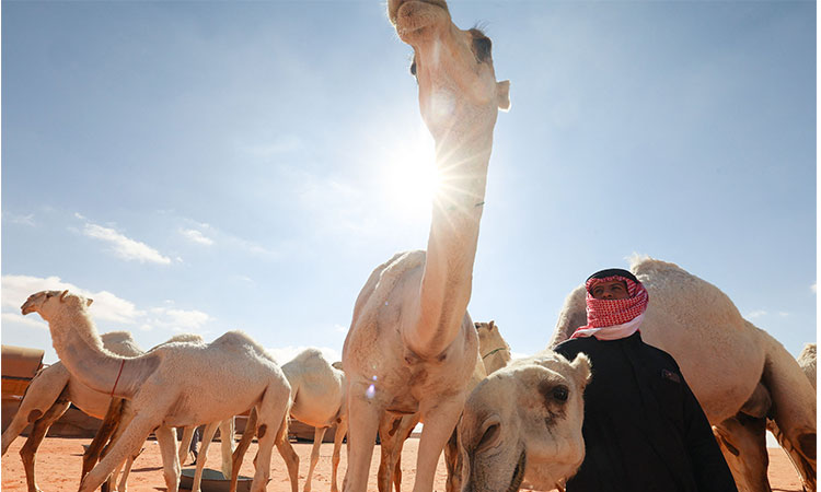 Camel-Saudicamels