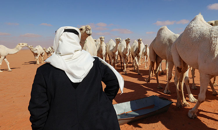 Camels-herd