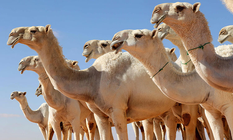 Camels-Saudi