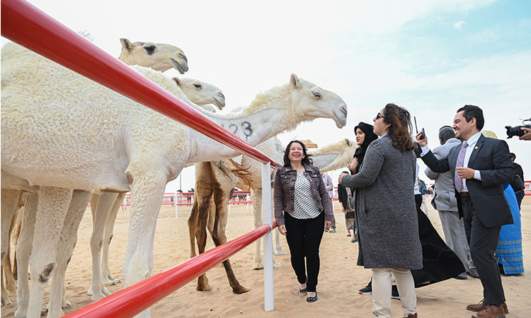 Camels-AlDharfa-visitors