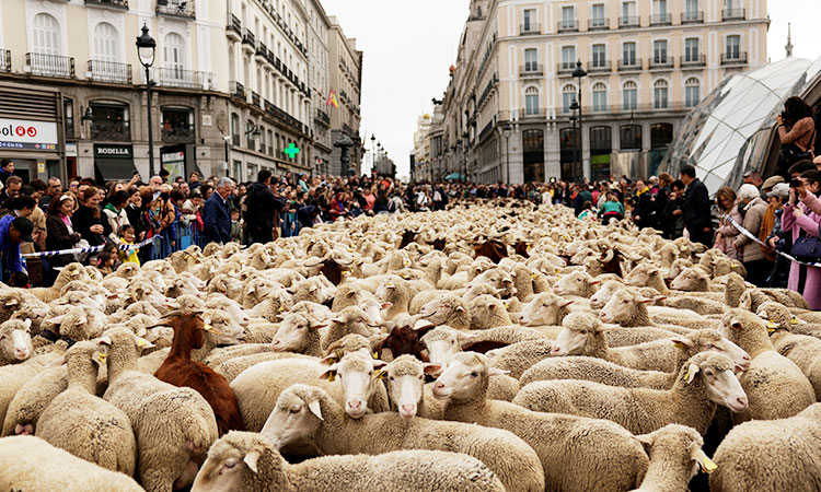 Sheep-Madrid-