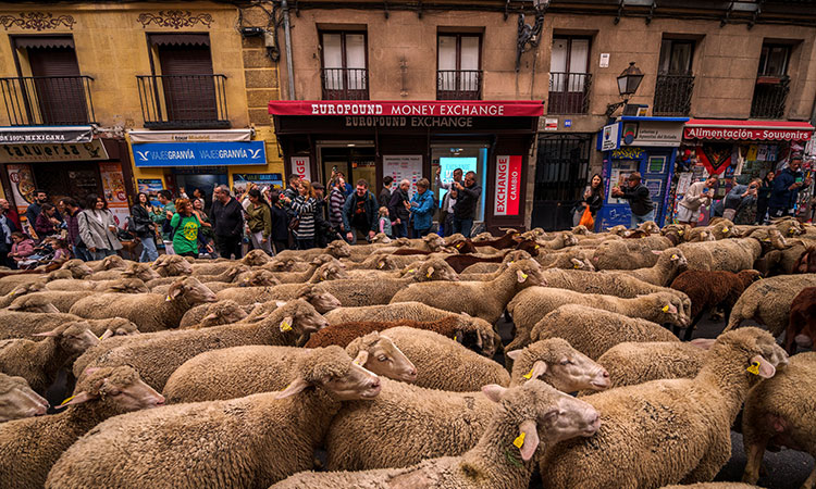 Sheep-Madrid-street