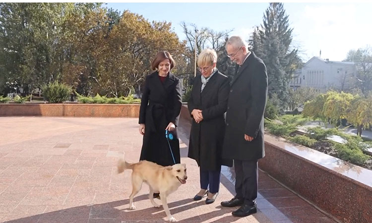 Moldova-dog-