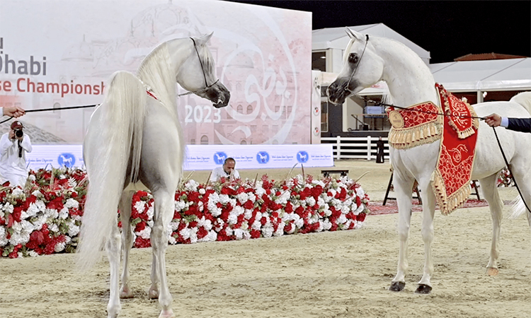 Arabian-Horse-750