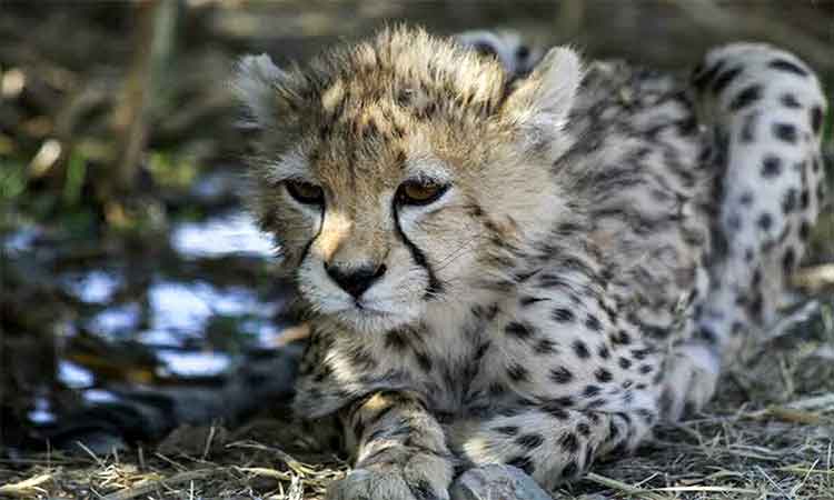 Iran-cheetah-cub-750